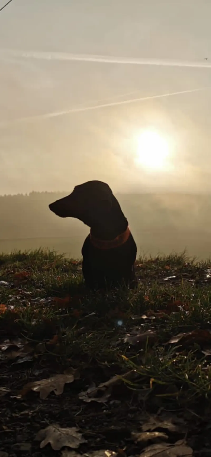 Kurzhaarteckel sitzt im Abendlicht auf einem Feld