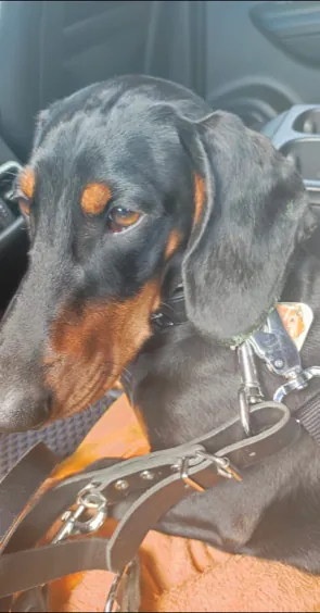 Brunhilde von der Dederichswiese schaut aus dem Auto