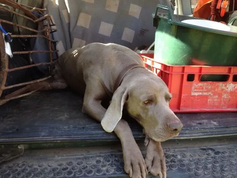 Charly, Weimaraner Rüde, liegt auf der Ladefläche
