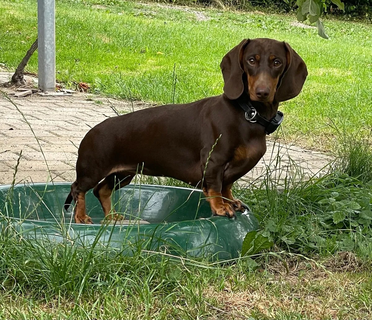 Fienchen von der Dederichswiese steht in einer grünen Wanne im Gras