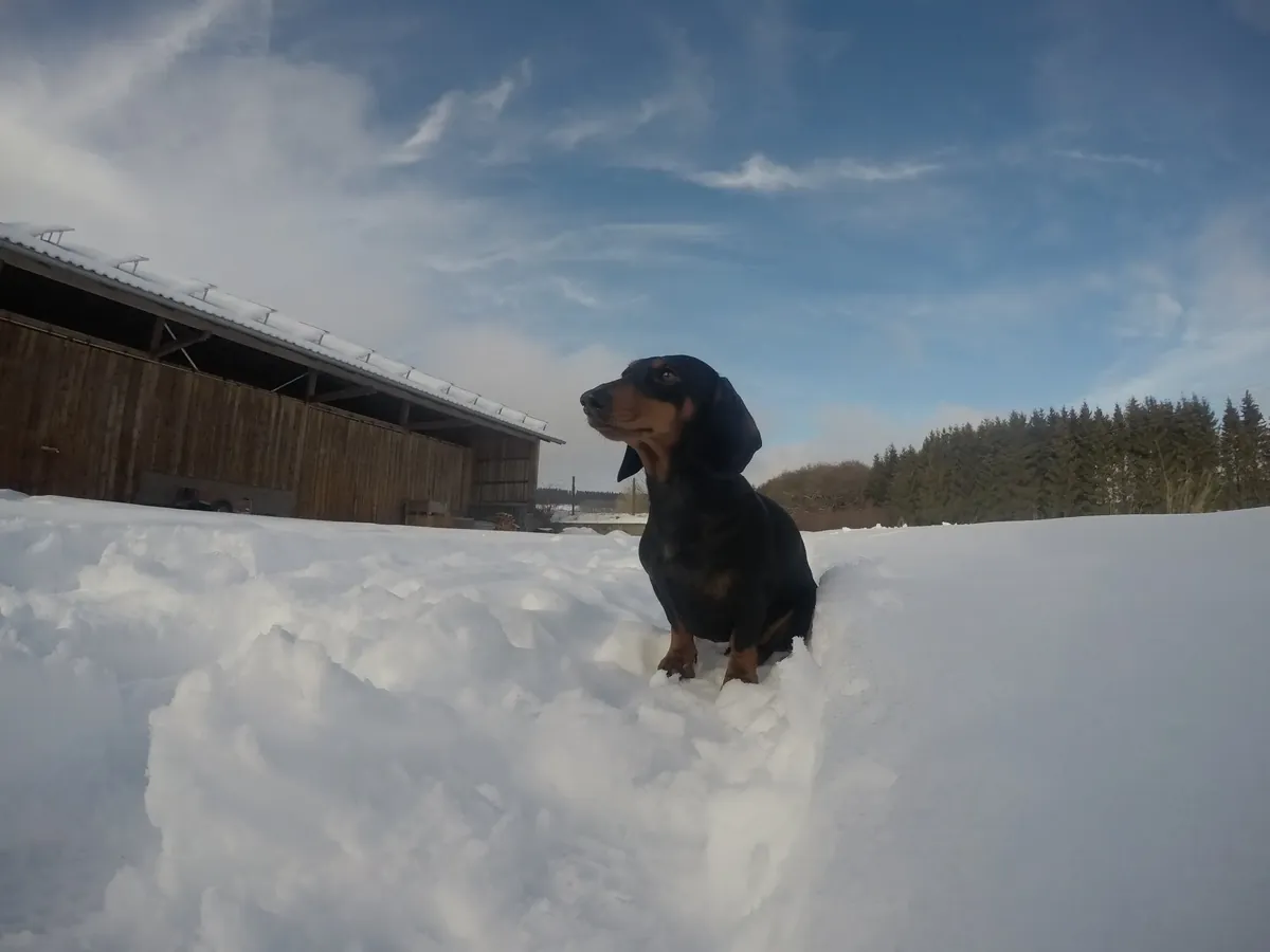Franzi (Love vom Krummholz) im Schnee vor einer Scheune