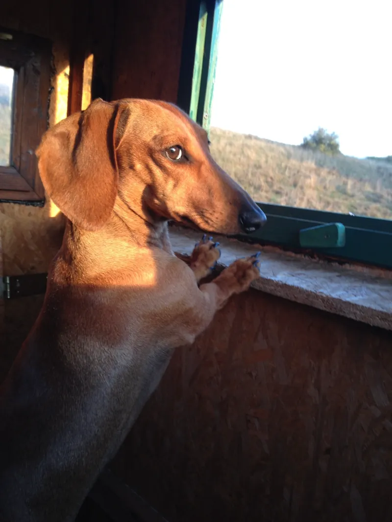 Fritzi (Anne Lee vom Krummholz) am Fenster im Abendlicht