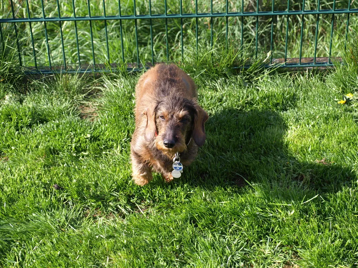 Wanda, Rauhaar-Teckel, im Gras
