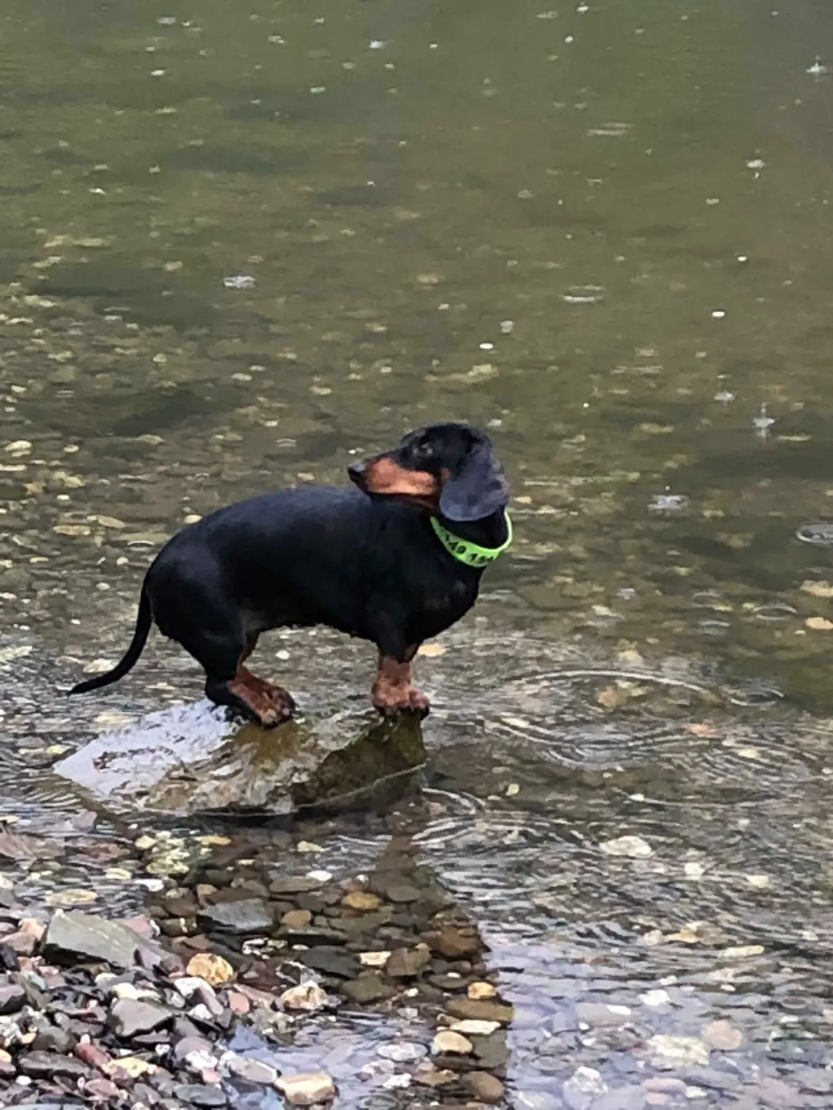 Kurzhaarteckel steht im flachen Wasser eines Bachs