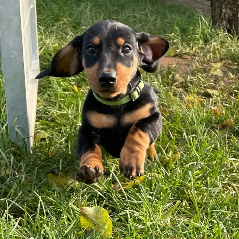 Welpe mit grünem Halsband sitzt im Gras