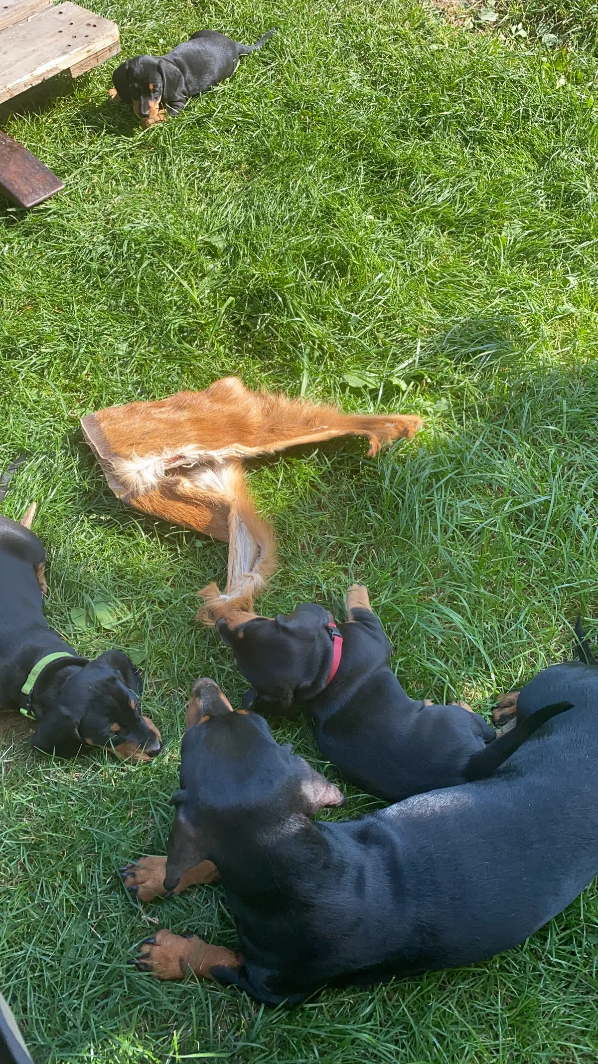 Welpen toben auf dem Rasen mit einem Stück Fell