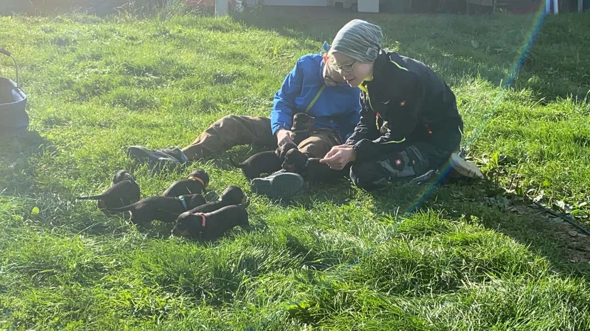 Eine Person sitzt auf der Wiese, vor ihr laufen vier kleine Welpen